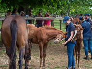 KS300622-40 - Cupboard Love & foal by Territories